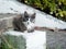 Grey and white stray kitten sitting on plinth at the bottom of steps in garden