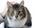 Grey and White Tabby Cat Laying on White Background Being Petted