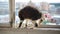 Grey and white tabby cat walks on window sill of balcony