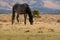 Grey wild mustang in the desert