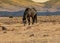 Grey wild mustang in the desert