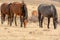 Grey wild stallion in the desert with his heard