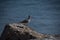 Grey Willet bird perched on a rock at Malibu Beach