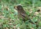 Grey winged black bird female