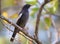 Grey-winged blackbird