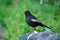 Grey-winged Blackbird