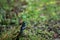 Grey winged blackbird or Turdus boulboul bird portrait during winter migration perched in natural green background in foothills of