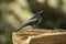 Grey-winged blackbird, Turdus boulboul, Sattal, India