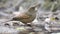 Grey winged blackbird video footage