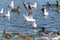 Grey-winged Gull in flight over a pond. small birds. sea birds.