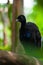 Grey-winged trumpeter Psophia crepitans, beautiful bird from Amazon rainforest