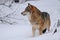 Grey Wolf