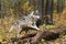 Grey Wolf and Black Phase Canis lupus Move to Jump Over Logs Autumn