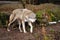 Grey wolf (Canis lupus)