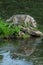 Grey Wolf Canis lupus Adult and Pup Step Towards Edge of Island Summer