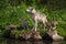 Grey Wolf Canis lupus Adult and Pups Look Left on Rocks Summer