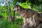 Grey Wolf Canis lupus Balances on Rocks Near River Summer