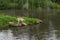 Grey Wolf Canis lupus Balances on Rocks at Pond Island Edge Summer