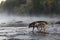 Grey Wolf Canis lupus and Black Phase Wolf Walk Across Foggy River Autumn