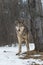 Grey Wolf Canis lupus With Bloody Face Stands Next to Tree