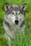 Grey Wolf Canis lupus Closeup Forward