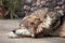 Grey Wolf (Canis lupus) dreaming