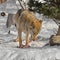 Grey Wolf Canis lupus eats meat