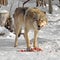 Grey Wolf Canis lupus eats meat