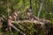 Grey Wolf Canis lupus Family on Rock