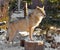 Grey Wolf Canis lupus female on sunny winter day