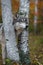 Grey Wolf Canis lupus Head Stuck Between Birch Trees Autumn
