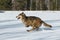 Grey Wolf Canis lupus Kicks Up Snow Running Left Winter