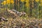 Grey Wolf Canis lupus Lands After Leaping Over Log Autumn