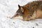 Grey Wolf (Canis lupus) Lies With Nose in Snow Head Neck Winter