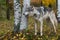 Grey Wolf Canis lupus Looks Around Birch Trees Autumn