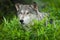 Grey Wolf Canis lupus Looks Forward Eagerly