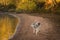 Grey Wolf Canis lupus Looks Left Along River Beach