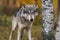 Grey Wolf Canis lupus Looks Out Tongue Poking Out Autumn