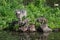 Grey Wolf Canis lupus Looks Up Pups Look Down at Edge of Island Summer