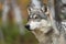 Grey Wolf Canis lupus Looks Up in Woods Autumn