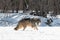 Grey Wolf (Canis lupus) Moves Right Along Snowy Riverbed