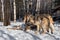 Grey Wolf (Canis lupus) Pack Surrounds Body of White-tail Deer Winter