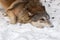 Grey Wolf Canis lupus Pauses in Rolling in Snow Winter