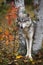 Grey Wolf Canis lupus Paws Together Between Birch Trees Autumn