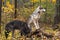 Grey Wolf Canis lupus Paws Up on Rotted Log With Black Phase Sniffing Autumn
