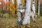 Grey Wolf Canis lupus Pokes Head Between Birch Trees Autumn