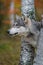 Grey Wolf Canis lupus Pokes Head Out Between Birch Trees Autumn