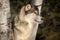 Grey Wolf Canis lupus Profiel Right Between Tree Trunks