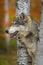 Grey Wolf Canis lupus Profile Between Birch Trees Autumn