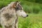 Grey Wolf Canis lupus Profile Right